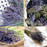 Dried Lavender Bunch - Lavender